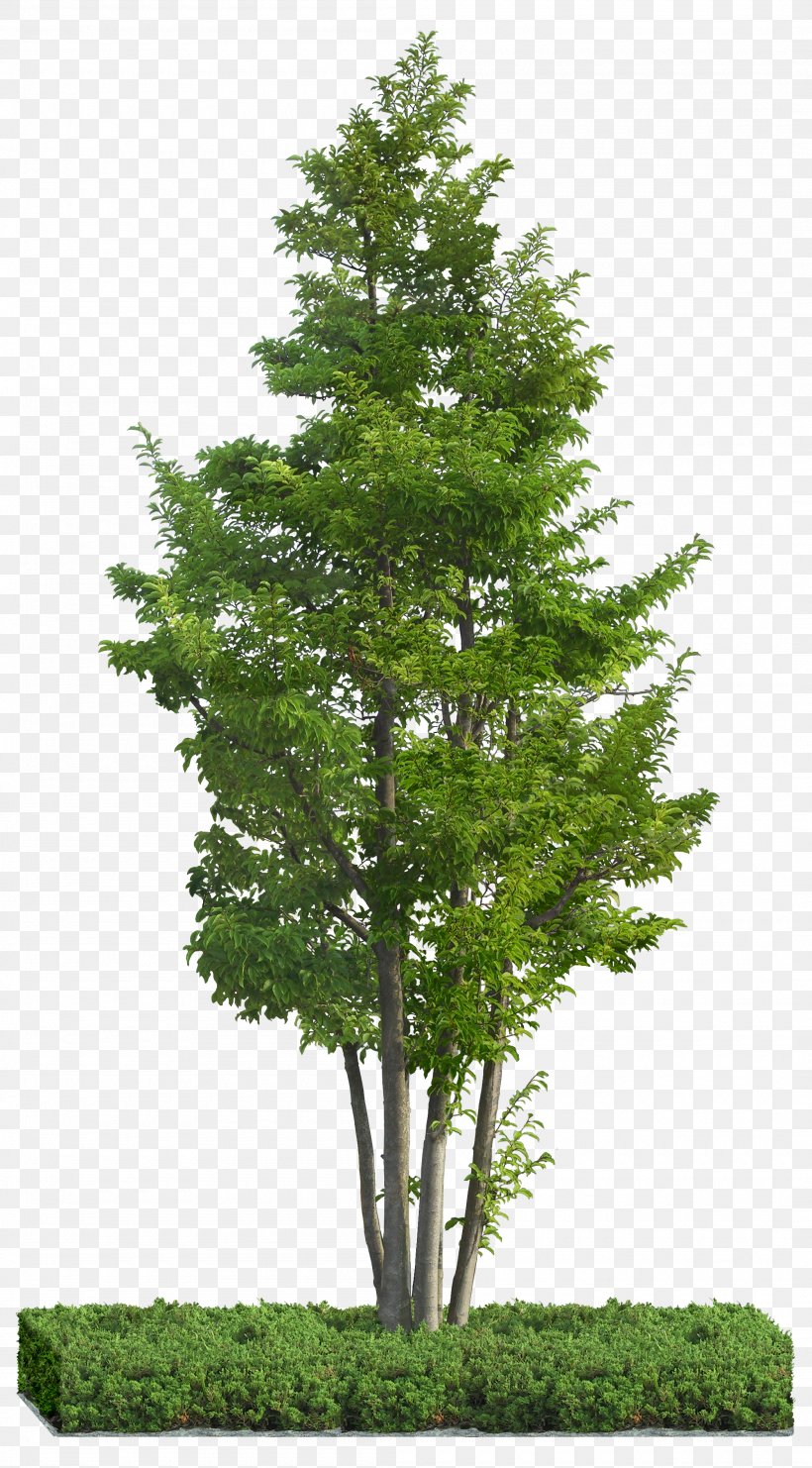 Tree Idea Ilex Rotunda, PNG, 2100x3797px, Tree, Architecture, Biome, Branch, Conifer Download Free