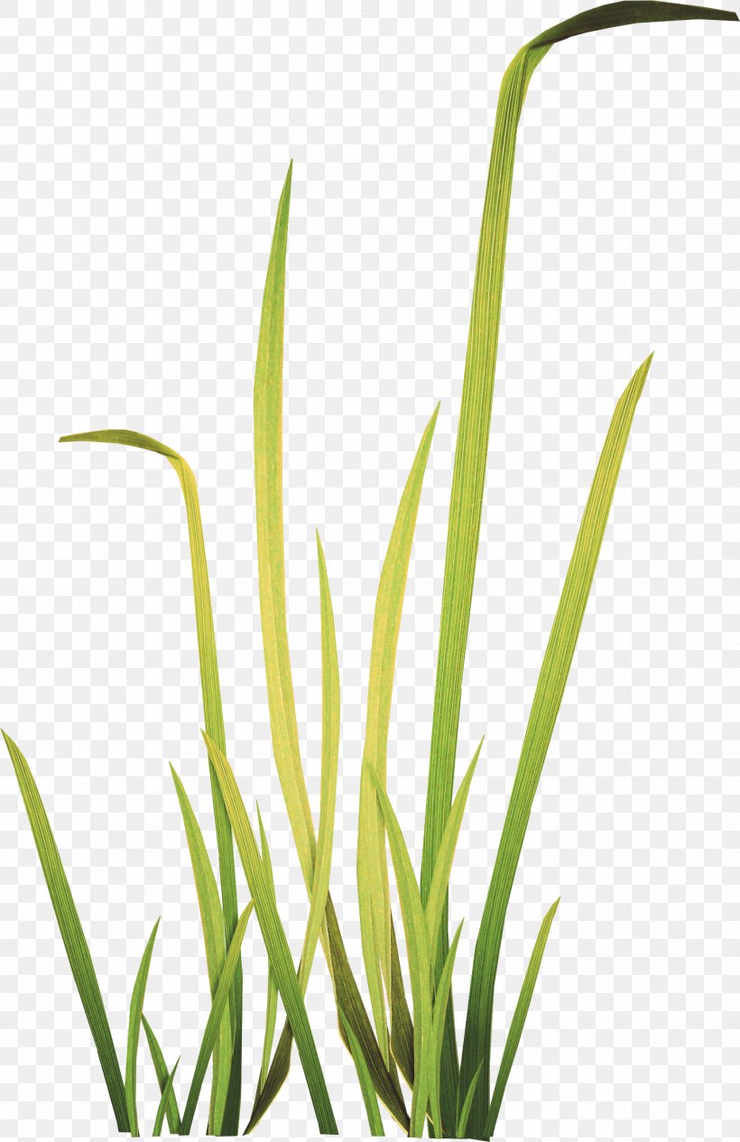 Herbaceous Plant Meadow Clip Art, PNG, 1447x2233px, Herbaceous Plant, Aquarium Decor, Collage, Com, Commodity Download Free