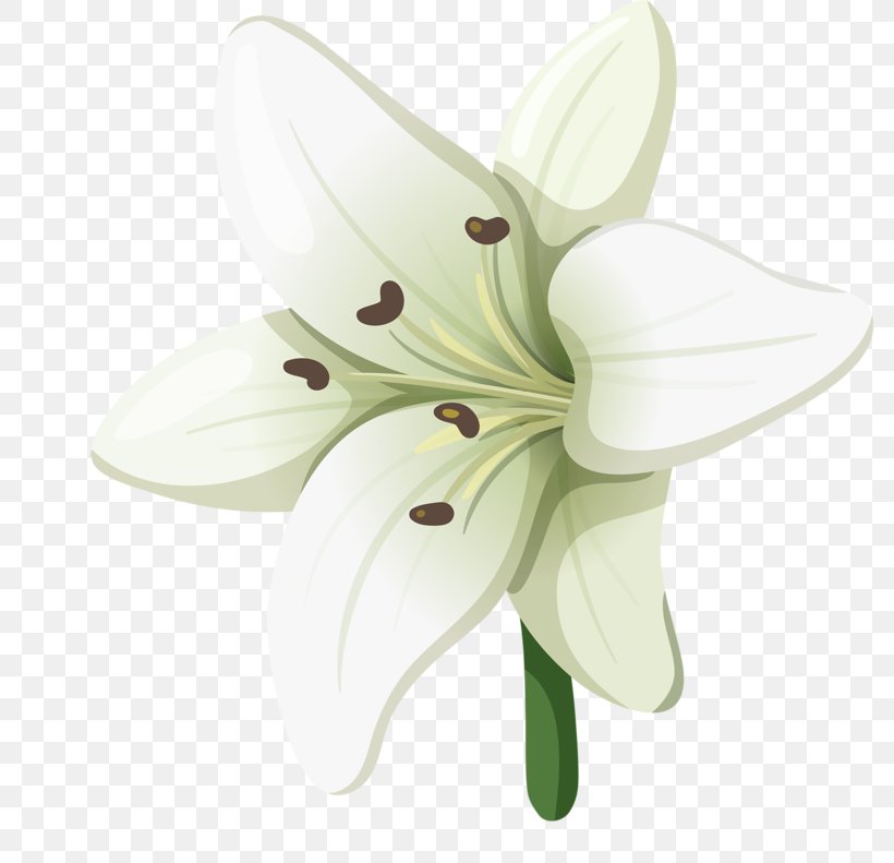 Lilium Adobe Illustrator Euclidean Vector, PNG, 800x791px, Lilium, Computer Software, Cut Flowers, Flower, Flowering Plant Download Free
