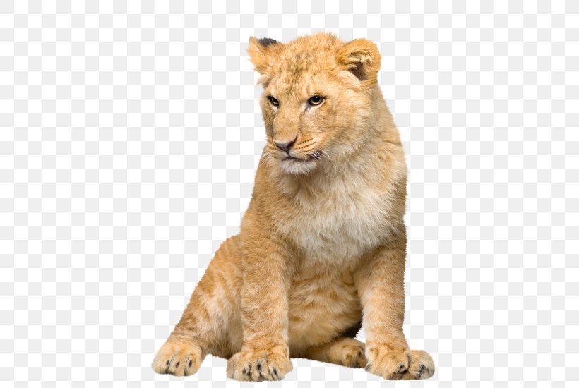 Lion Desktop Wallpaper Stock Photography Tiger Cat, PNG, 550x550px, Lion, Animal Figure, Big Cats, Big Five Game, Carnivore Download Free