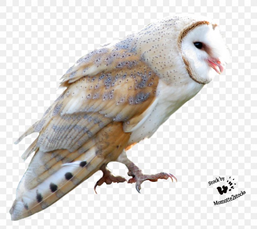 True Owl Bird Barn-owl Barn Owl, PNG, 946x844px, True Owl, Barn Owl, Barnowl, Barred Owl, Beak Download Free