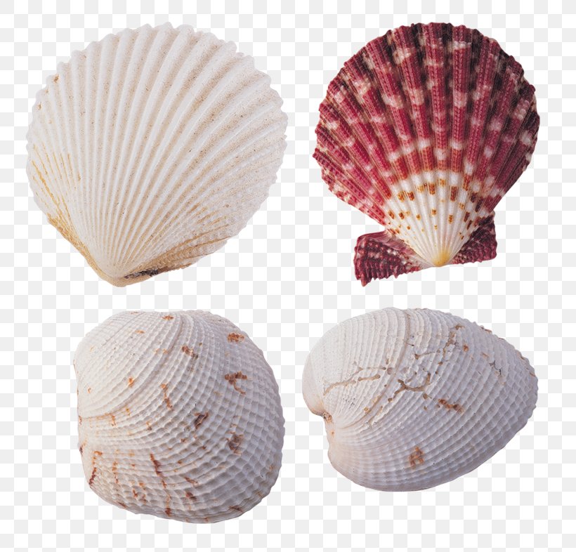 Cockle Seashell Animaatio Conchology, PNG, 800x786px, Cockle, Animaatio, Clam, Clams Oysters Mussels And Scallops, Conchology Download Free