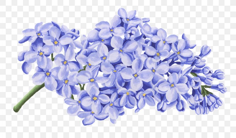 Blue Petal Image Flower, PNG, 1024x600px, Blue, Black, Color, Cut Flowers, Flower Download Free
