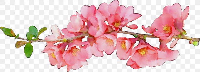 Cherry Blossom, PNG, 1200x431px, Watercolor, Blossom, Cherry Blossom, Cut Flowers, Flower Download Free