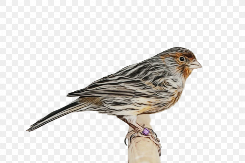 Feather, PNG, 1200x800px, Watercolor, Beak, Birds, Brambling, Emberiza Download Free