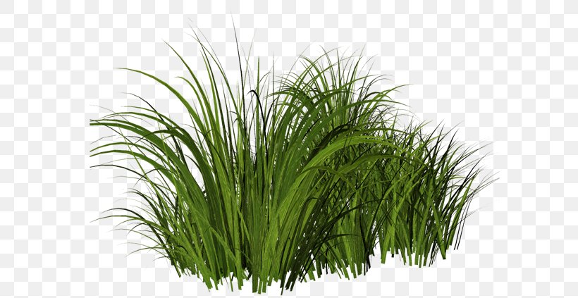 Lawn Shrub Clip Art, PNG, 600x423px, Lawn, Chrysopogon Zizanioides, Commodity, Flower Garden, Fountain Grass Download Free