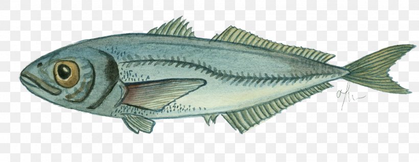 Mackerel Fish Products Fishing Oily Fish, PNG, 1541x596px, Mackerel, Animal, Animal Figure, Artwork, Atlantic Horse Mackerel Download Free