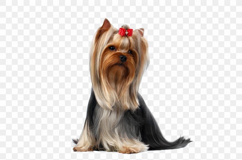 Yorkshire Terrier Puppy Pet Maltese Dog, PNG, 5159x3422px, Yorkshire Terrier, Australian Silky Terrier, Breed, Canidae, Carnivoran Download Free