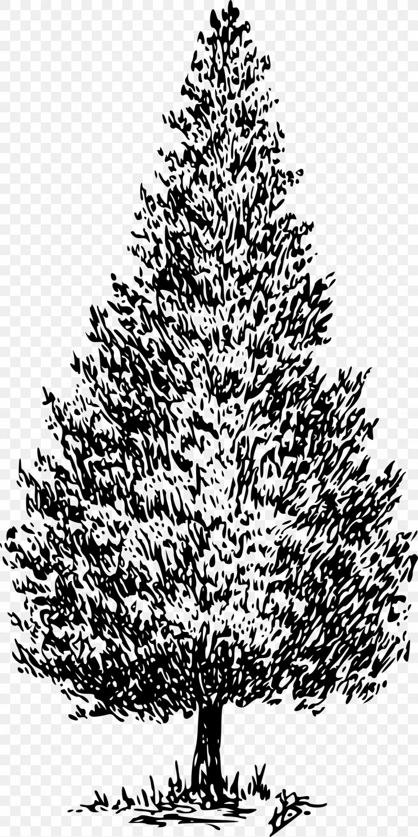 Cedrus Libani Deodar Cedar Conifers Clip Art, PNG, 1199x2400px, Cedrus Libani, Black And White, Branch, Cedar, Christmas Decoration Download Free