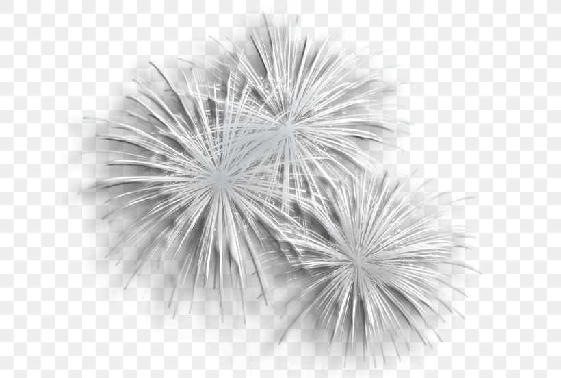 Fireworks Clip Art, PNG, 639x552px, Fireworks, Adobe Fireworks, Art, Black And White, Close Up Download Free