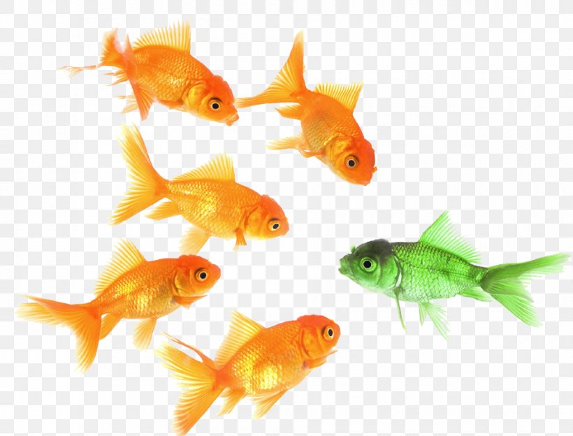 Goldfish Feeder Fish Probabilità E Statistica Per L'ingegneria E Le Scienze Marine Biology, PNG, 940x716px, Goldfish, Biology, Bony Fish, Engineering, Fauna Download Free