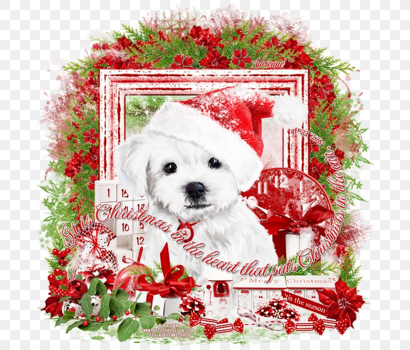 Maltese Dog Schnoodle Puppy Dog Breed Bichon Frise, PNG, 700x700px, Watercolor, Cartoon, Flower, Frame, Heart Download Free