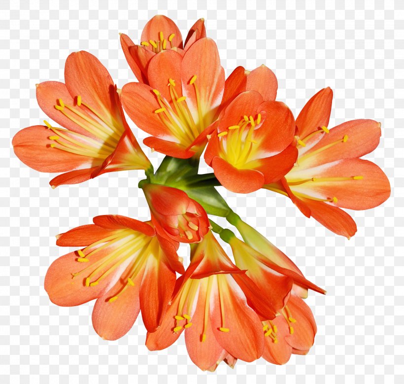 Orange Lily Of The Incas Flower Clip Art, PNG, 2060x1958px, Orange, Alstroemeriaceae, Color, Cut Flowers, Easter Lily Download Free