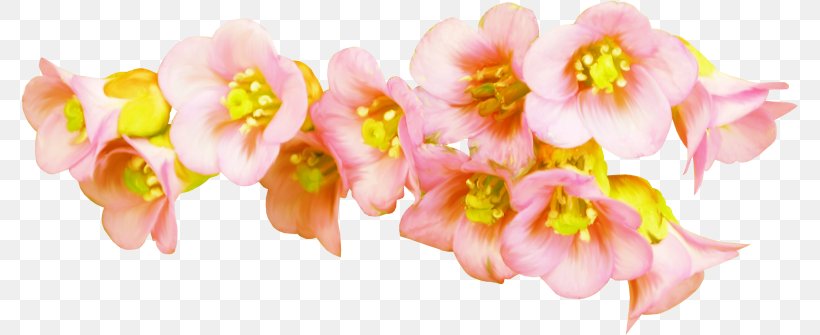 Petal Cut Flowers Floral Design Floristry, PNG, 777x335px, Petal, Blossom, Cut Flowers, Flora, Floral Design Download Free