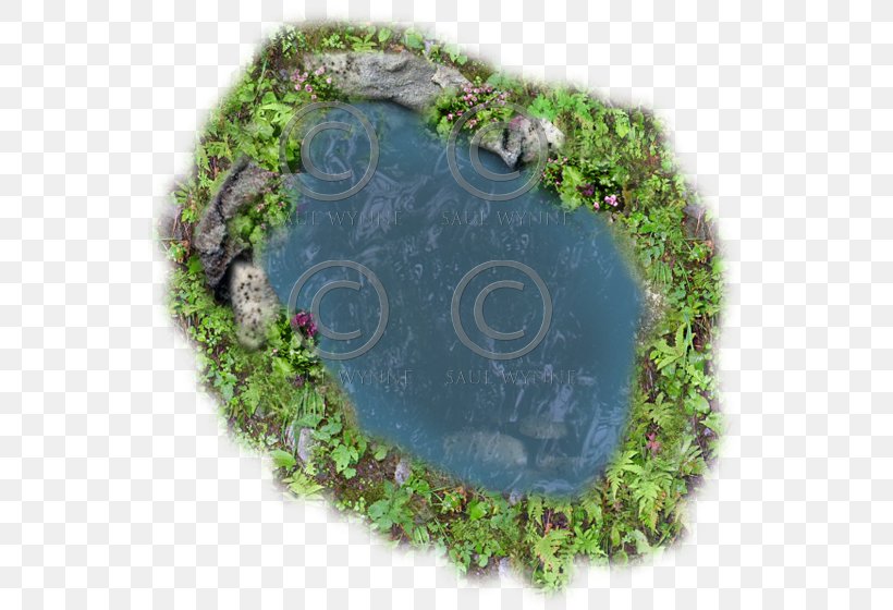 Pond Lake Tile Aquatic Plants, PNG, 560x560px, Pond, Animation, Aquatic Plants, Fir, Grass Download Free