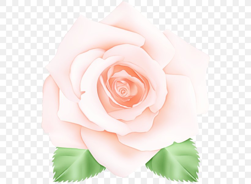 Garden Roses, PNG, 558x600px, Garden Roses, Floribunda, Flower, Hybrid Tea Rose, Petal Download Free