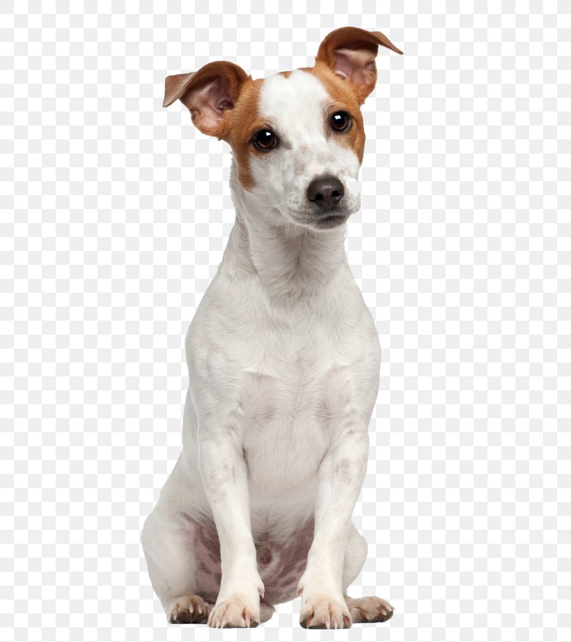 Jack Russell Terrier Parson Russell Terrier Puppy Beagle, PNG, 521x921px, Jack Russell Terrier, Beagle, Breed, Canidae, Carnivoran Download Free