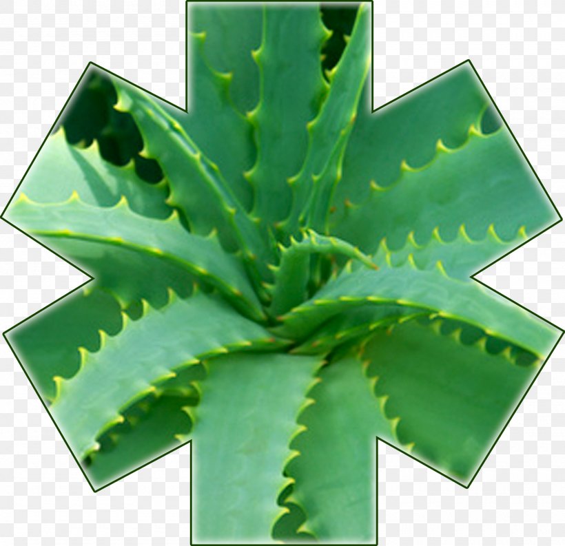 Aloe Vera Aloe Arborescens Plant Asphodelaceae Therapy, PNG, 2000x1936px, Aloe Vera, Aloe, Aloe Arborescens, Asphodelaceae, Cancer Download Free