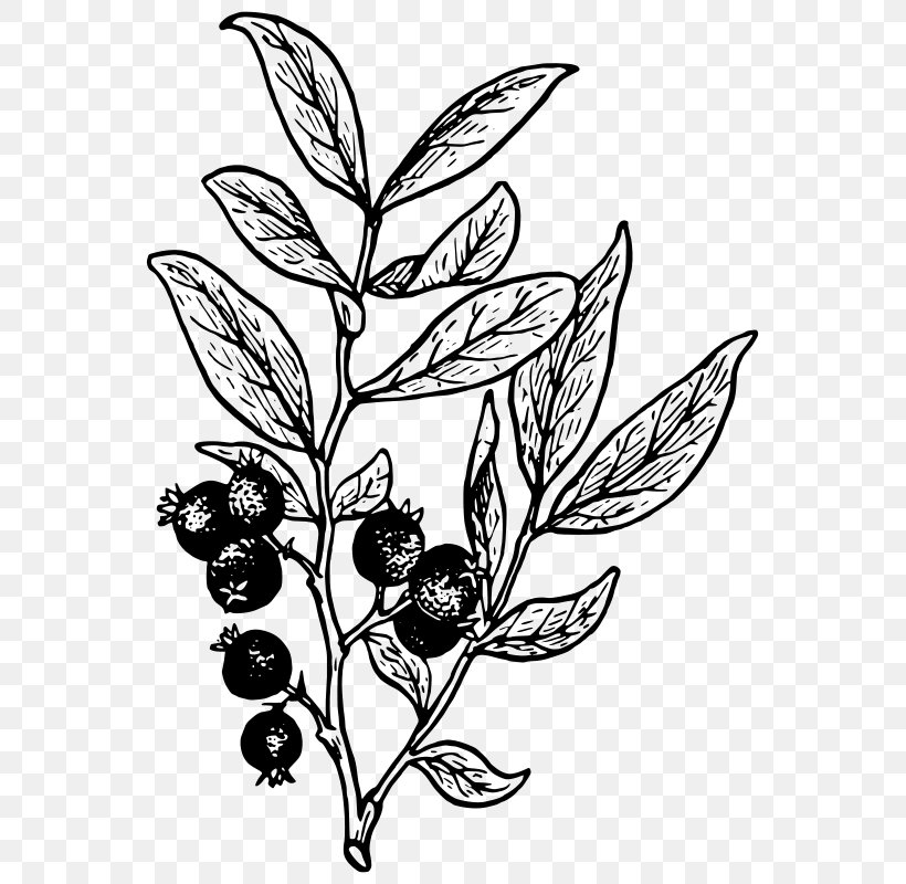 Drawing Line Art Huckleberry Clip Art, PNG, 575x800px, Drawing, Art, Artwork, Berry, Black And White Download Free