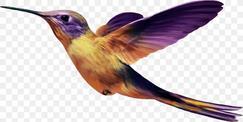 Hummingbird Flight, PNG, 1379x696px, Bird, Beak, Coraciiformes, Digital Image, Endotherm Download Free