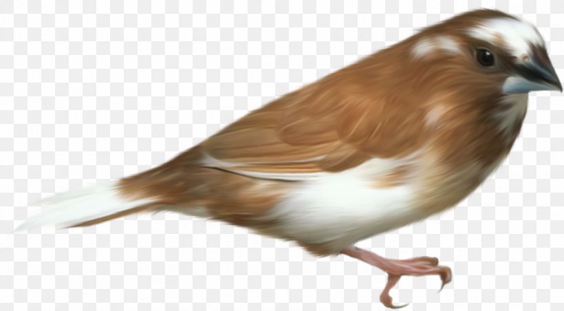 Hummingbird House Sparrow Clip Art, PNG, 1383x764px, Bird, American Sparrows, Beak, Bird Feeders, Emberizidae Download Free
