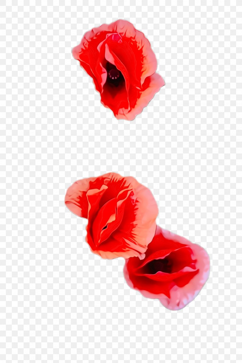 Blossom Background, PNG, 1632x2448px, Poppy Flower, Bloom, Blossom, Closeup, Coquelicot Download Free