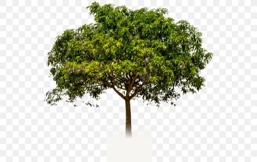 Branch Tree Mangifera Indica Crown Trunk, PNG, 545x518px, Branch, Birch, Crown, Fruit Tree, Mangifera Indica Download Free