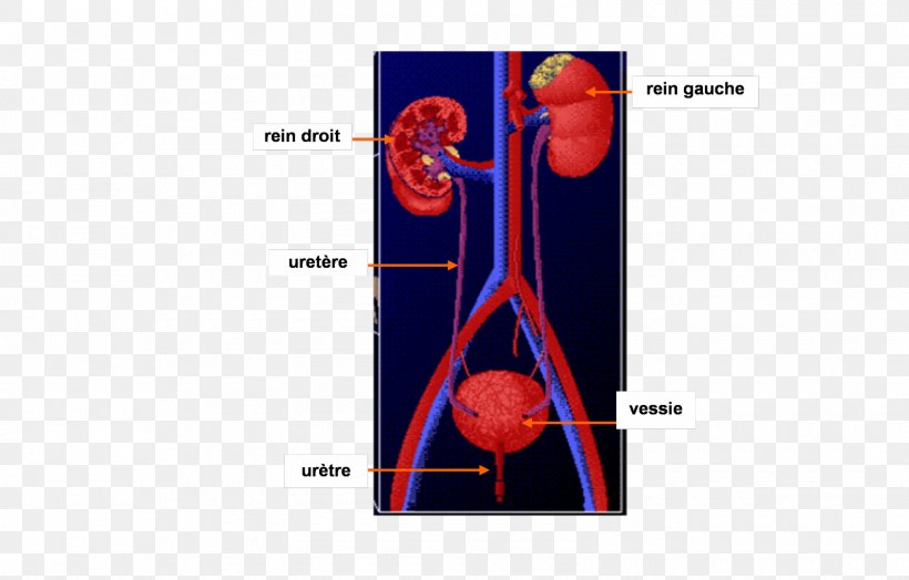 Excretory System Kidney Reflexology Urine Urinary Bladder, PNG, 1600x1024px, Watercolor, Cartoon, Flower, Frame, Heart Download Free