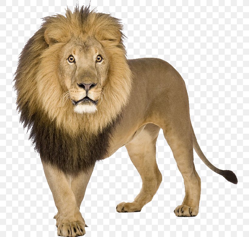 Lion Download, PNG, 746x780px, Lion, Big Cats, Carnivoran, Cat Like Mammal, Display Resolution Download Free