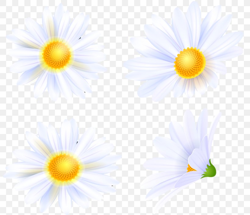 Oxeye Daisy Wildflower Petal Meadow, PNG, 800x706px, Oxeye Daisy, Advertising, Aster, Chamaemelum, Chamaemelum Nobile Download Free