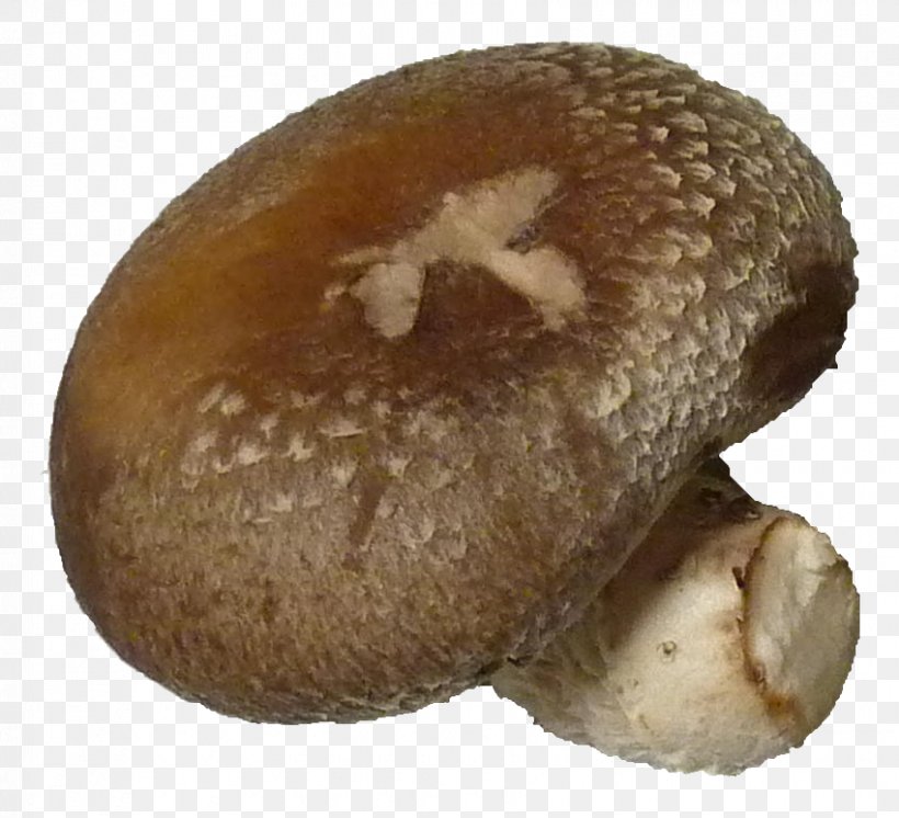 Pleurotus Eryngii Common Mushroom Edible Mushroom Shiitake, PNG, 850x774px, Pleurotus Eryngii, Agaricaceae, Agaricomycetes, Agaricus, Champignon Mushroom Download Free