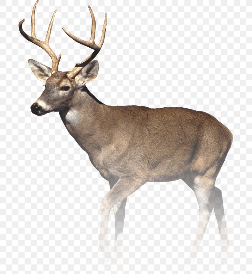 White-tailed Deer T-shirt Eye Deer Hunting, PNG, 700x891px, Deer, Antler, Deer Hunting, Deer Management, Elk Download Free