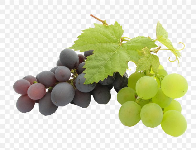 Grape Seed Oil Kyoho Grape Leaves Grape Seed Extract, PNG, 2662x2048px, Grape, Amazon Grape, Common Grape Vine, Food, Fruit Download Free