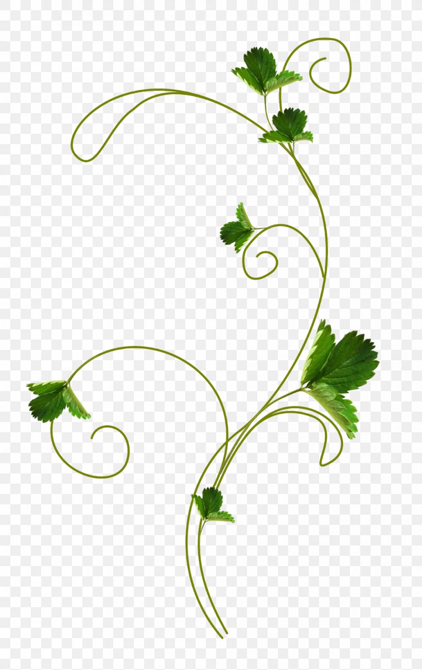 Clip Art Strawberry Fruit Leaf, PNG, 1007x1600px, Strawberry, Berries, Branch, Flora, Floral Design Download Free