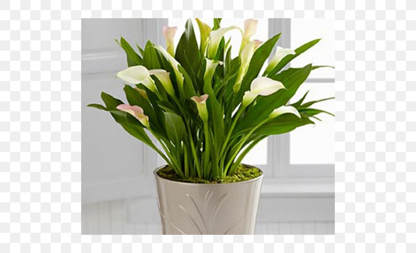 Floral Design Cut Flowers Houseplant Dentistry, PNG, 500x500px, Floral Design, Artificial Flower, Bog Arum, Cut Flowers, Dentistry Download Free