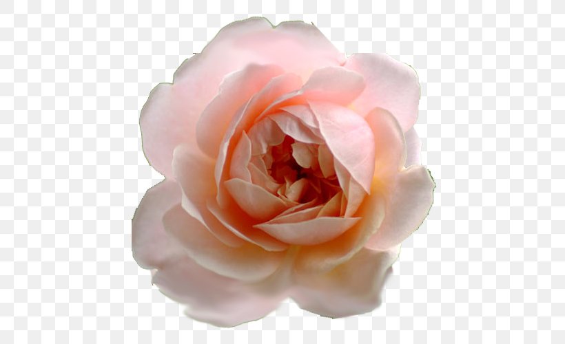 Garden Roses Cabbage Rose Floribunda Cut Flowers Petal, PNG, 500x500px, Watercolor, Cartoon, Flower, Frame, Heart Download Free