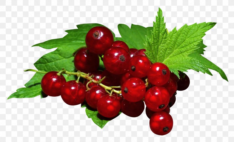 Gooseberry Redcurrant Zante Currant Blackcurrant Raspberry, PNG, 1708x1038px, Gooseberry, Berry, Blackberry, Blackcurrant, Cherry Download Free