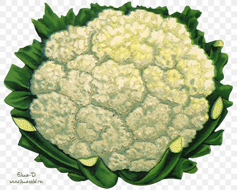 T-shirt Cauliflower Zazzle Vegetable Greeting & Note Cards, PNG, 1500x1200px, Tshirt, Broccoflower, Broccoli, Cabbage, Cauliflower Download Free