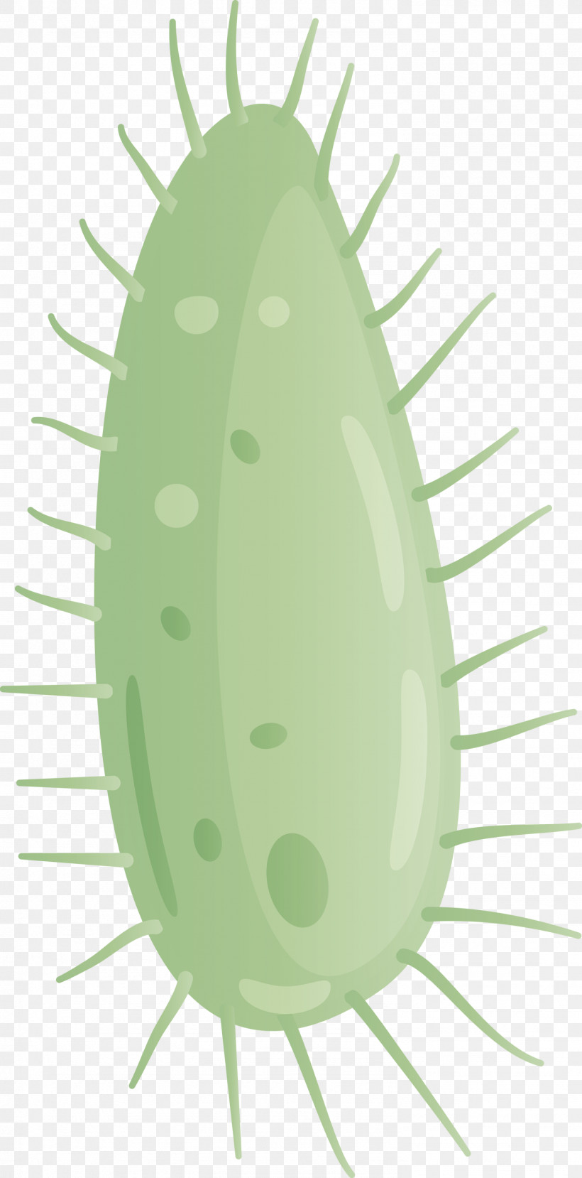Virus, PNG, 1483x3000px, Virus, Cucumis, Insect, Oval, Plant Download Free