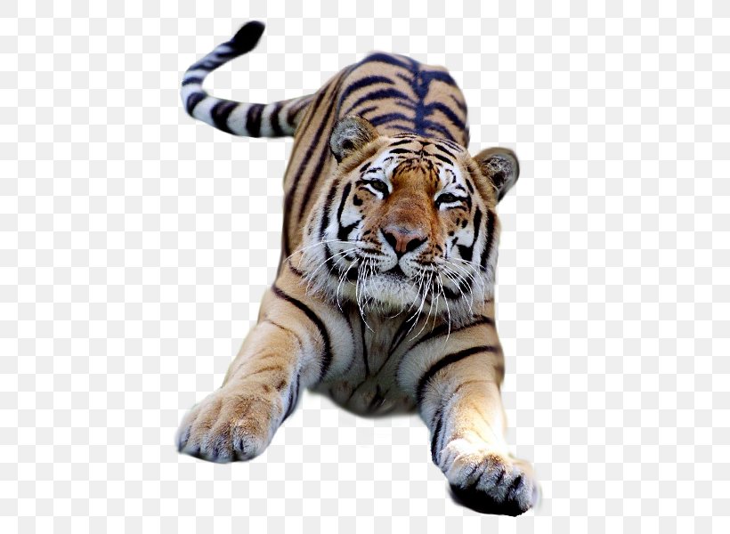 Bengal Tiger Desktop Wallpaper Clip Art, PNG, 600x600px, Bengal Tiger, Big Cats, Carnivoran, Cat Like Mammal, Mammal Download Free
