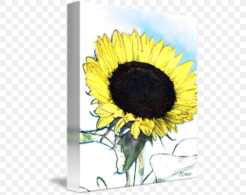 Common Sunflower Sunflower Seed Sunflower M Greeting & Note Cards, PNG, 508x650px, Common Sunflower, Daisy Family, Flower, Flowering Plant, Greeting Download Free