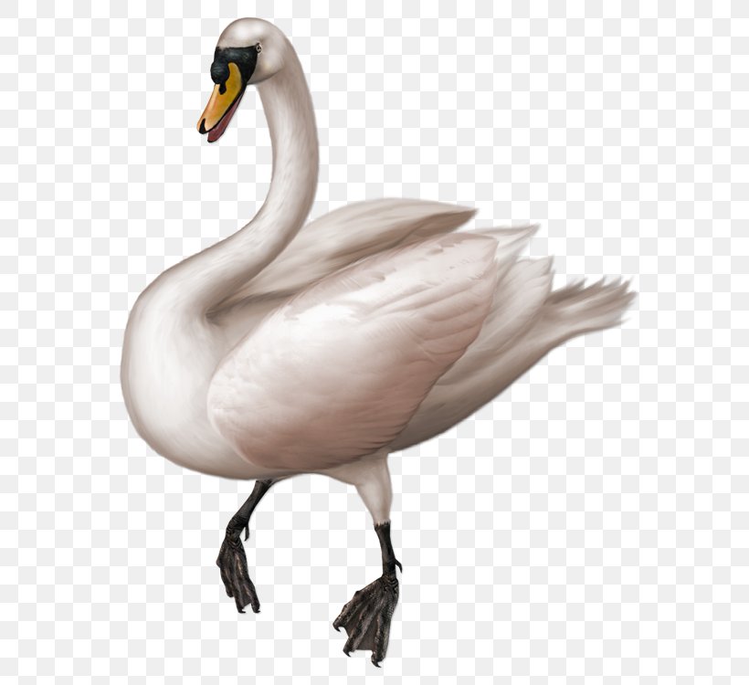 Cygnini Goose Clip Art, PNG, 750x750px, Cygnini, Beak, Bird, Duck, Ducks Geese And Swans Download Free