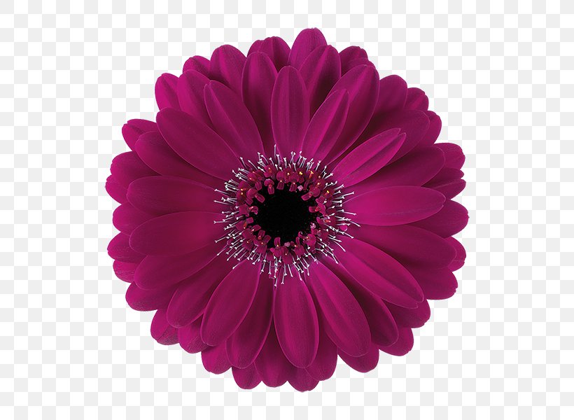 Transvaal Daisy Party Paper Flower Daisy Family, PNG, 600x600px, Transvaal Daisy, Child, Cut Flowers, Daisy Family, Flower Download Free