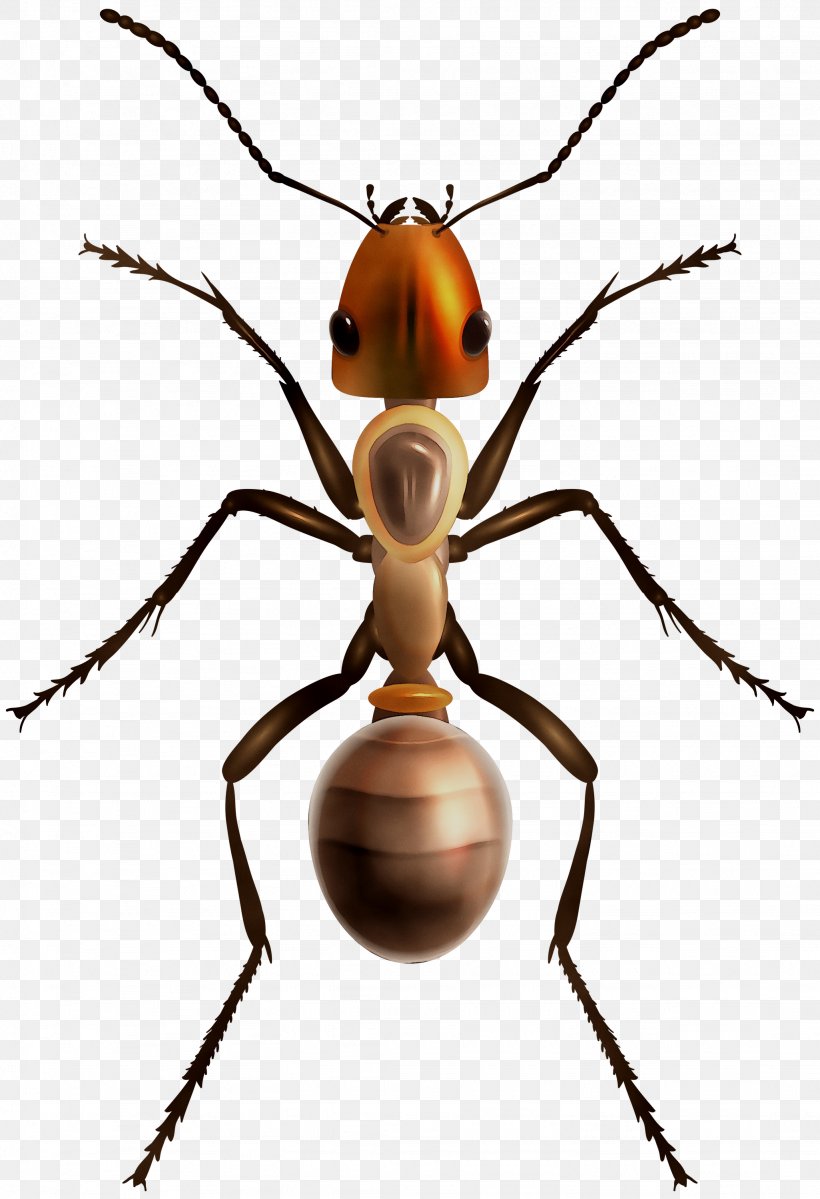 Ant Vector Graphics Clip Art Insect Stock Photography, PNG, 2051x2999px, Ant, Arthropod, Beetle, Black Carpenter Ant, Black Garden Ant Download Free