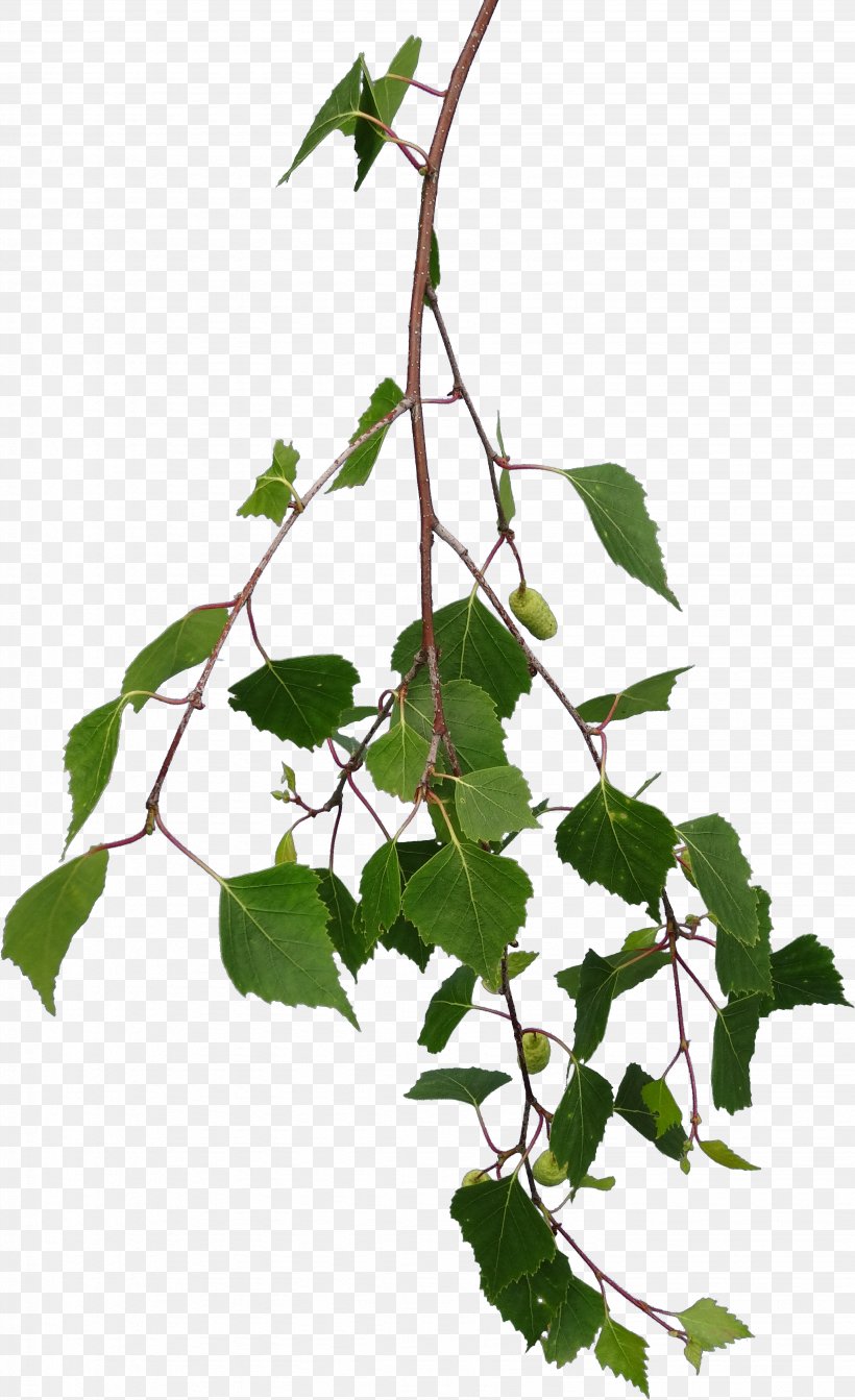 Branch Tree Leaf Texture Mapping, PNG, 2864x4692px, Branch, Birch, Bitmap, Flowering Plant, Ivy Download Free