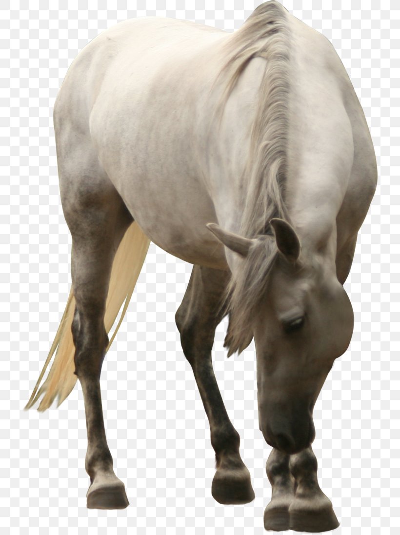 Horse White Clip Art, PNG, 729x1097px, Horse, Horse Like Mammal, Horse Tack, Livestock, Mane Download Free