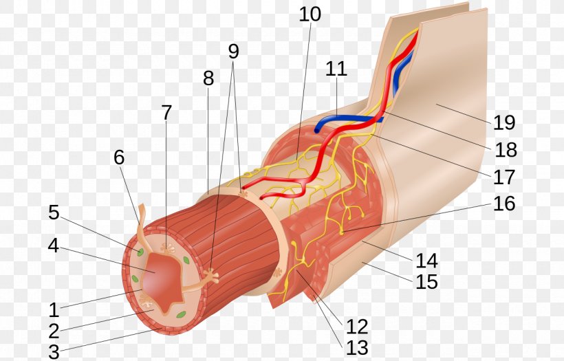 Myenteric Plexus Submucous Plexus Muscular Layer Gastrointestinal Tract, PNG, 1280x821px, Watercolor, Cartoon, Flower, Frame, Heart Download Free