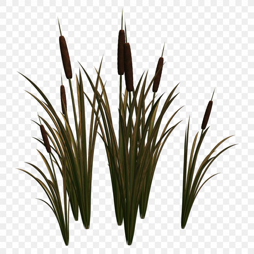 Sweet Grass Commodity, PNG, 1600x1600px, Sweet Grass, Commodity, Grass, Grass Family, Plant Download Free