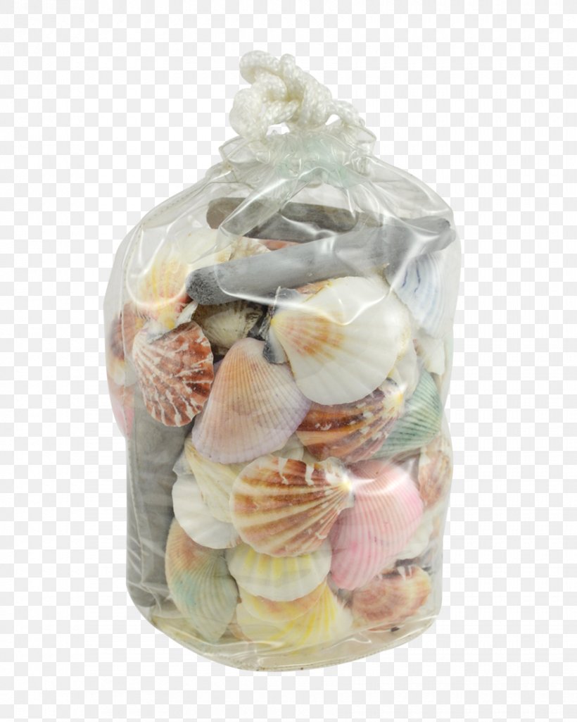 Seashell Sand Dollar Snail Conchs Conomurex Luhuanus, PNG, 880x1100px, Seashell, Bag, Bleach, Conchs, Craft Download Free