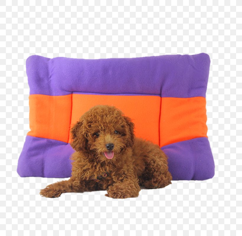 Toy Poodle Miniature Poodle Schnoodle Cavapoo Cockapoo, PNG, 800x800px, Toy Poodle, Animal, Carnivoran, Cavapoo, Cockapoo Download Free